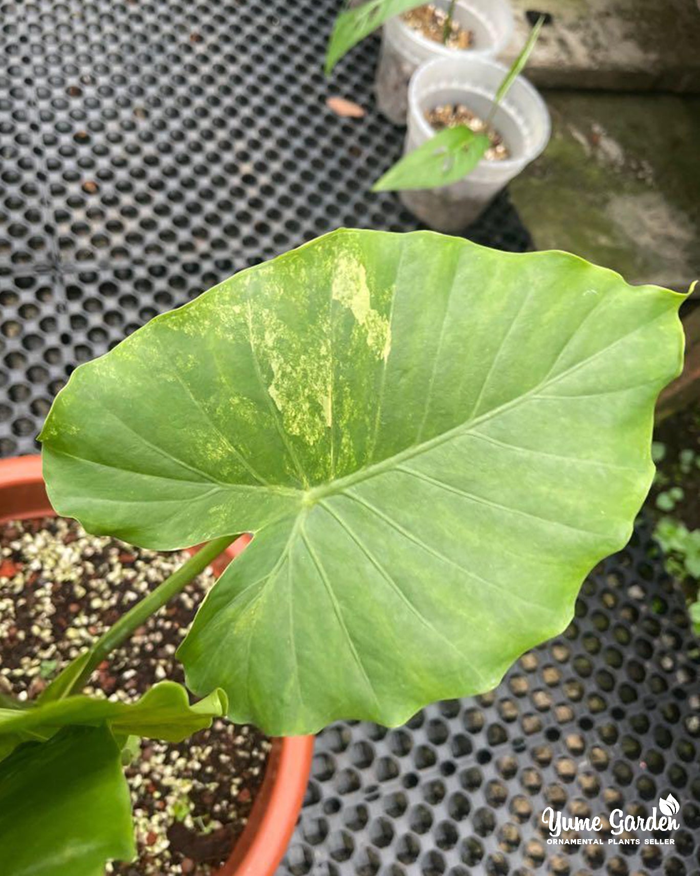 Alocasia Gageana Aurea Variegated - Mature Size - Yume Gardens Indonesia