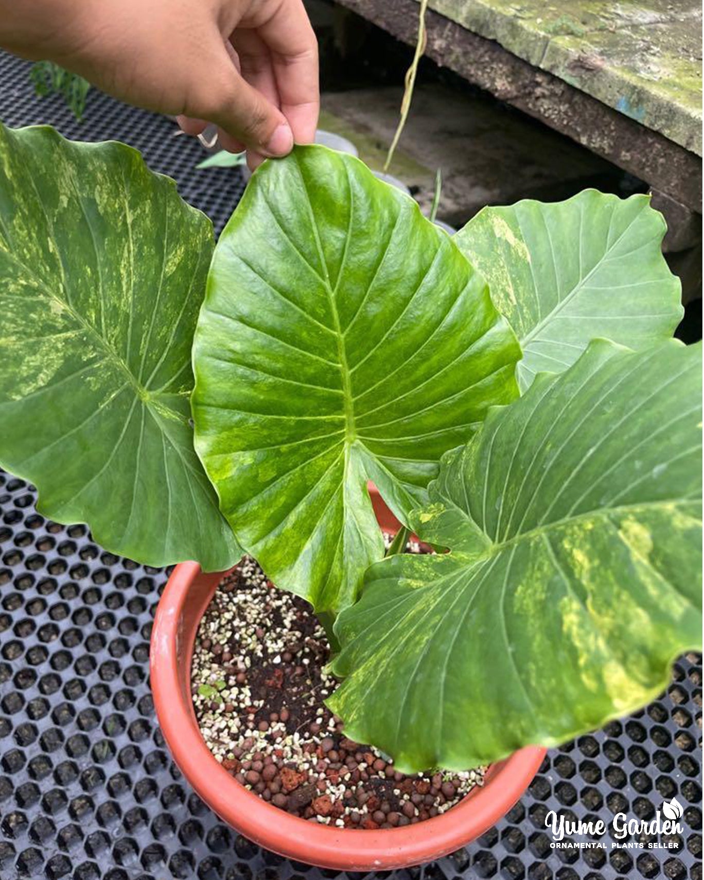 Alocasia Gageana Aurea Variegated - Mature Size - Yume Gardens Indonesia