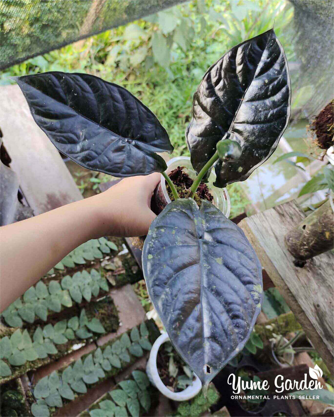 Alocasia Infernalis - Yume Gardens Indonesia