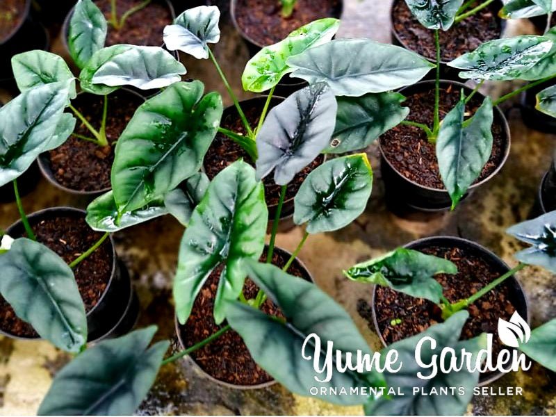 Alocasia Reversa - Yume Gardens Indonesia