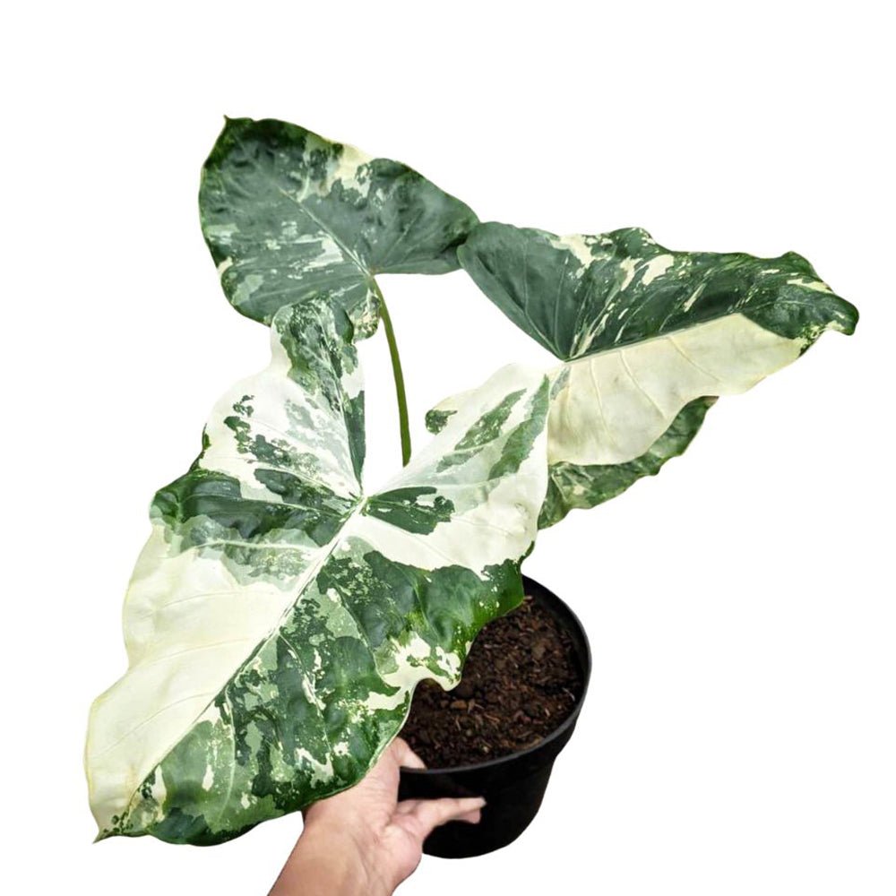 Alocasia Sente Variegated - Mature Size - Yume Gardens Indonesia