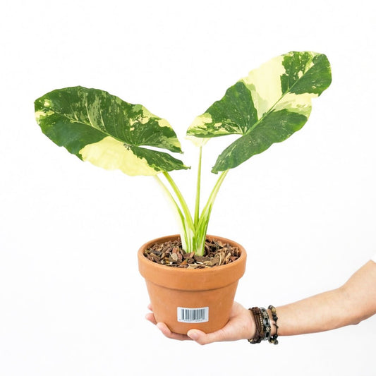 Alocasia Sente Variegated - Mature Size - Yume Gardens Indonesia