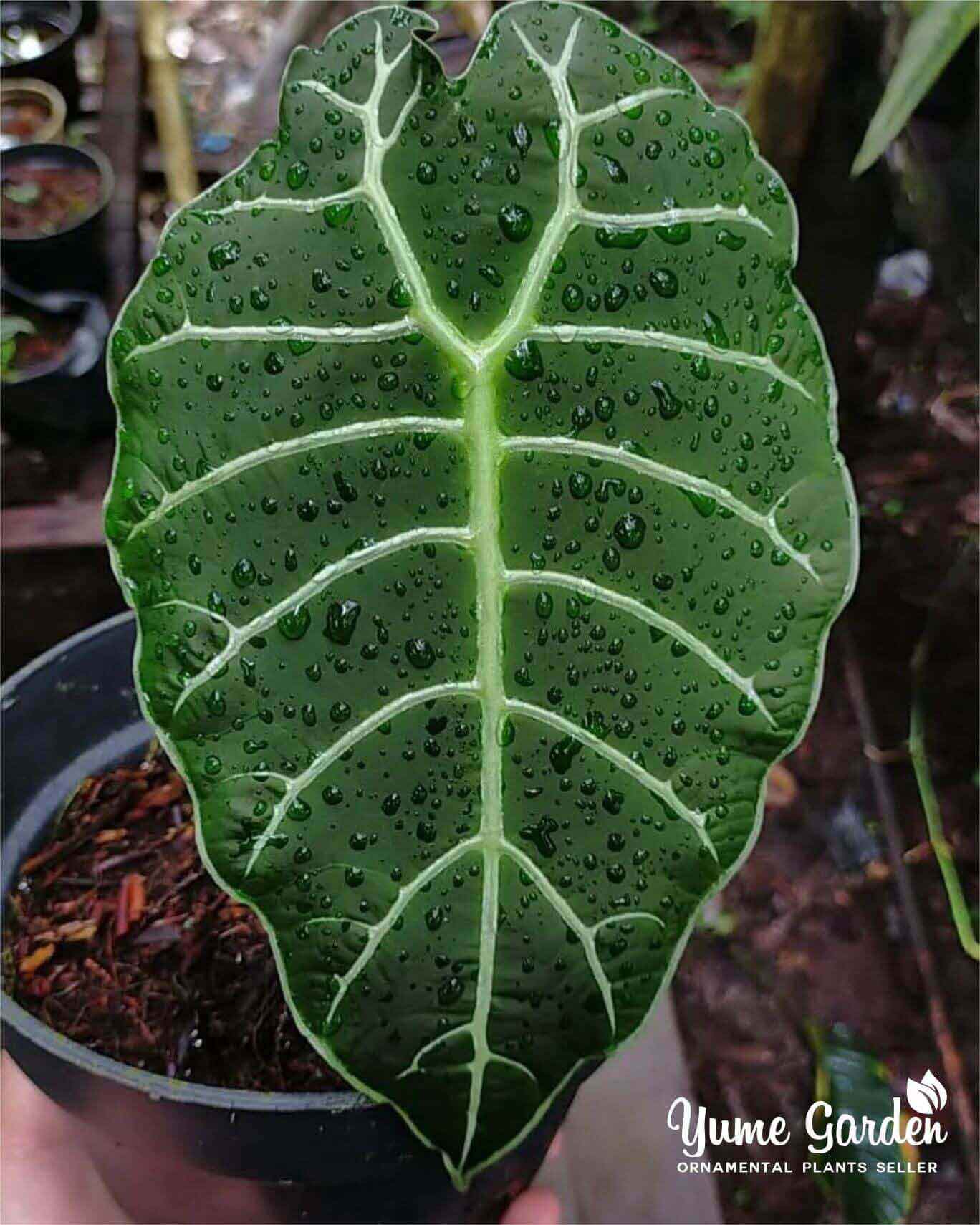 Alocasia Watsoniana - Yume Gardens Indonesia