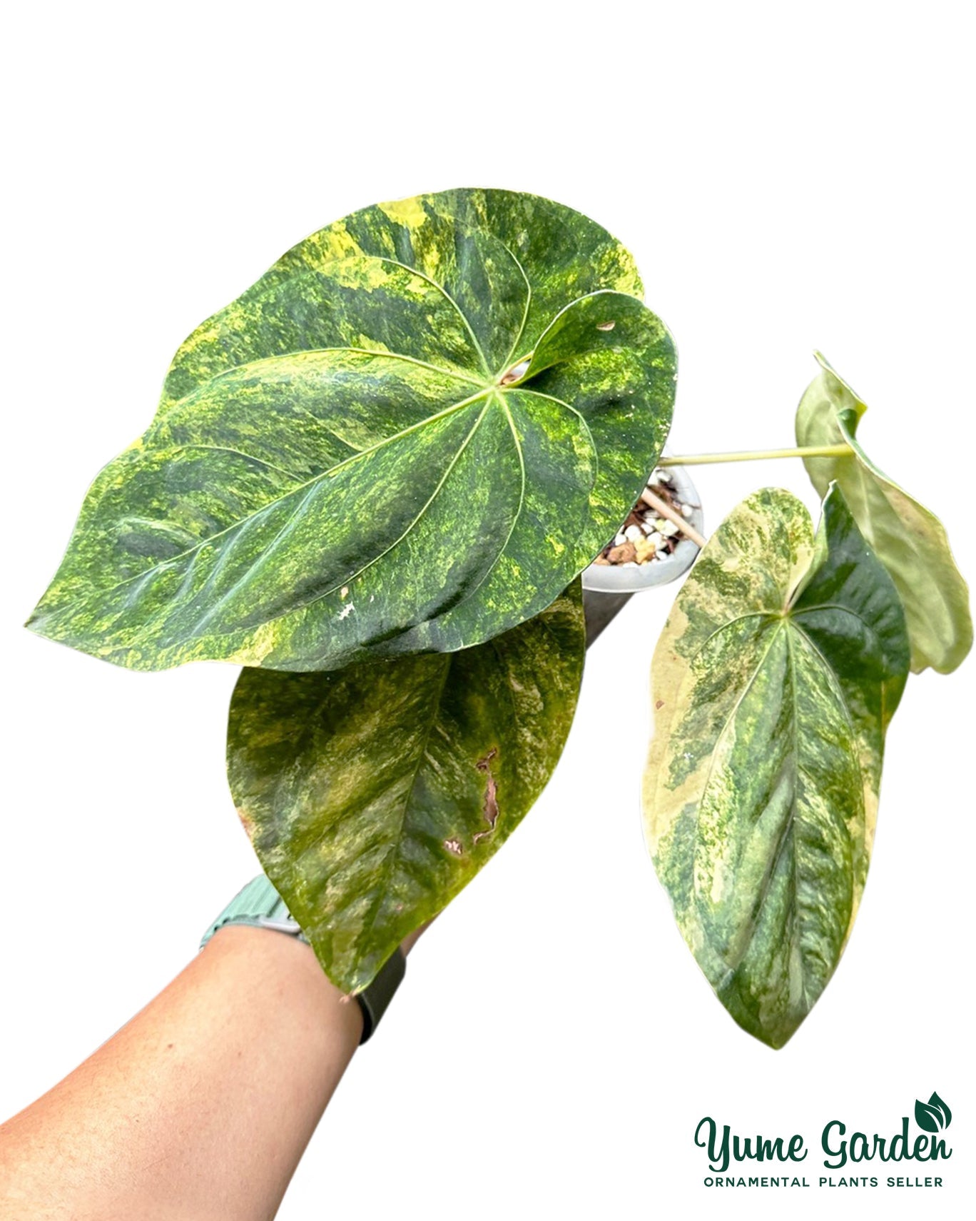 Anthurium Ace of Spades Variegated - Yume Gardens Indonesia