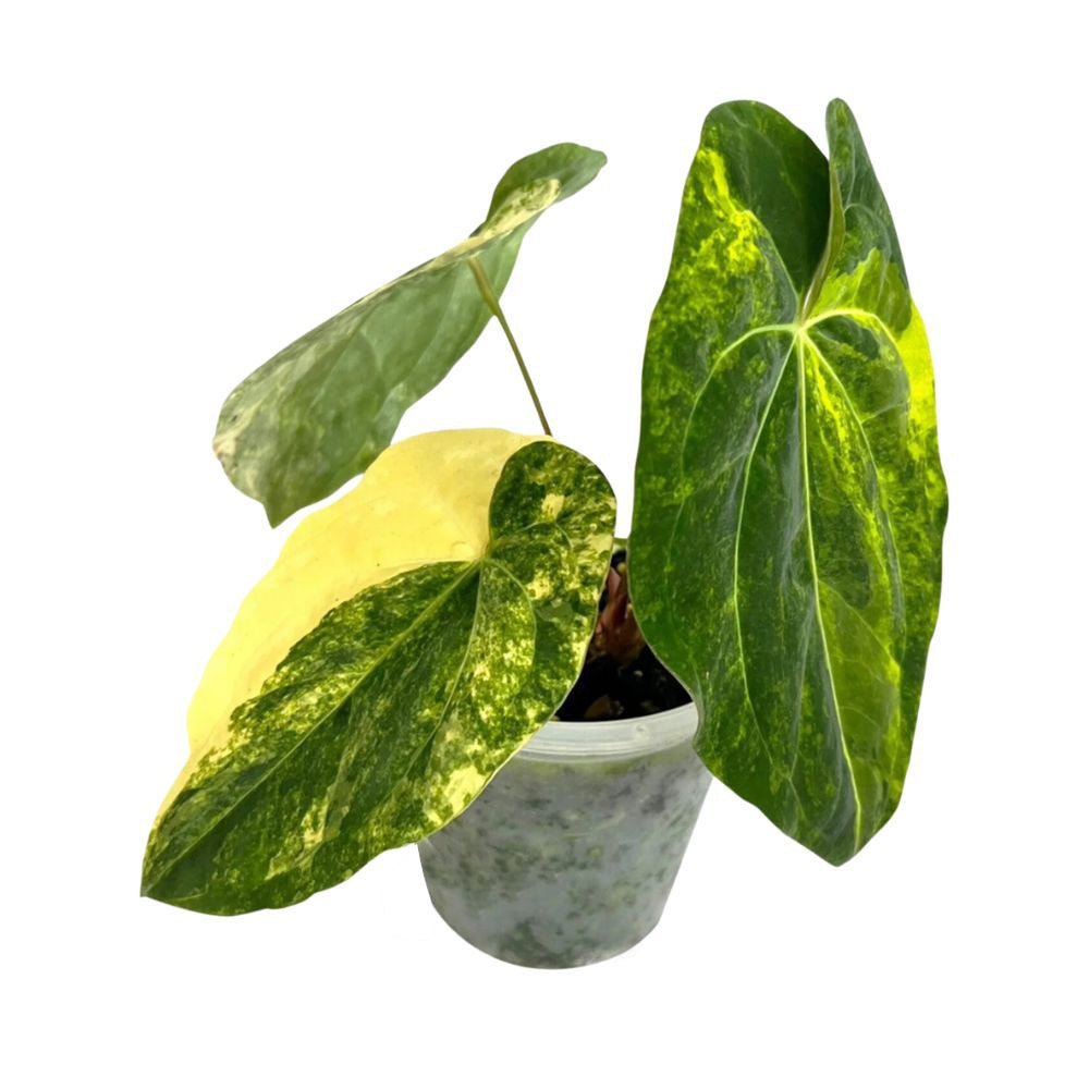 Anthurium Ace of Spades Variegated - Yume Gardens Indonesia