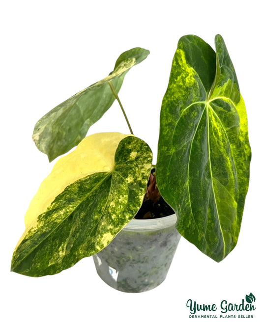 Anthurium Ace of Spades Variegated - Yume Gardens Indonesia