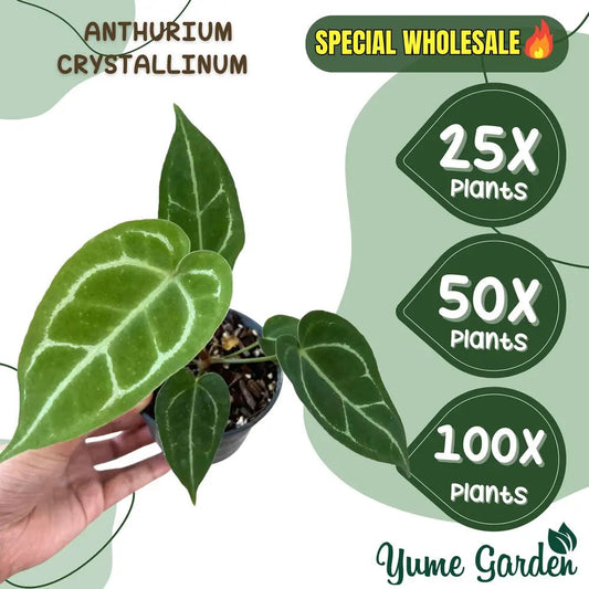 Anthurium Crystallinum Wholesale 25x 50x 100x - Yume Gardens Indonesia