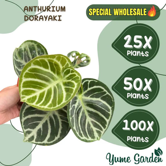 Anthurium Dorayaki Wholesale 25x 50x 100x - Yume Gardens Indonesia