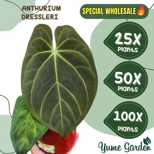 Anthurium Dressleri Wholesale 25x 50x 100x - Yume Gardens Indonesia