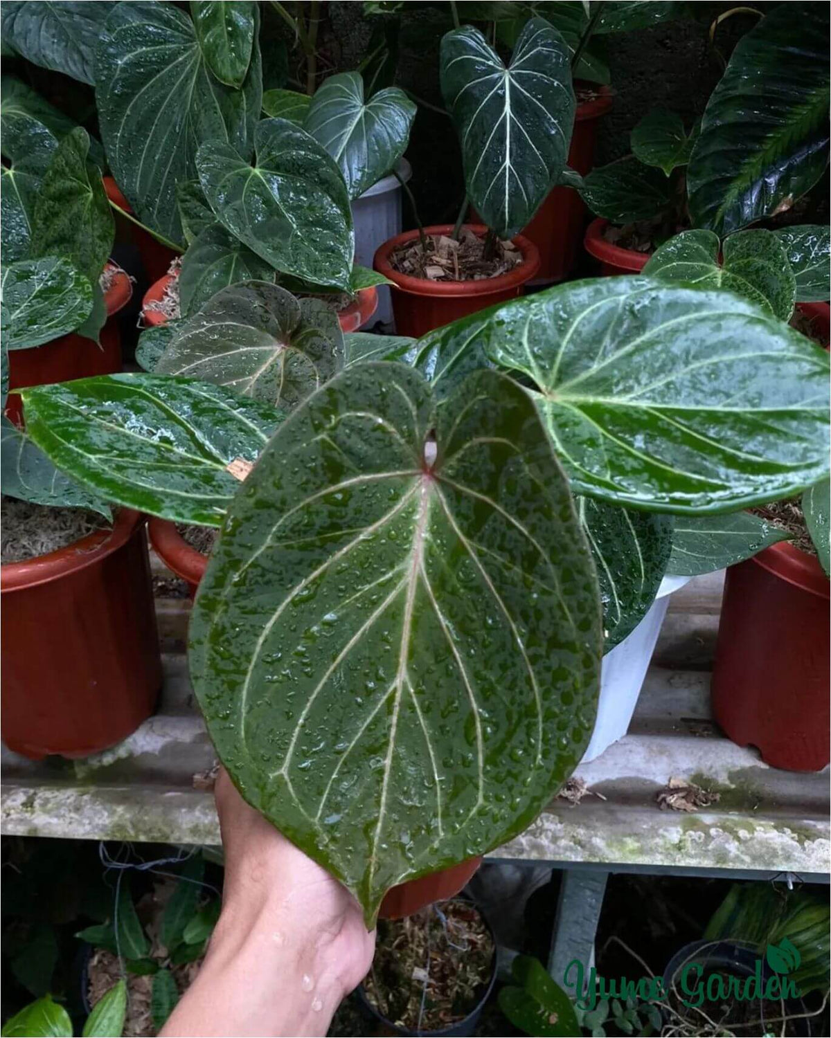 Anthurium King Of Spades For Sale and Wholesale – Yume Gardens Indonesia