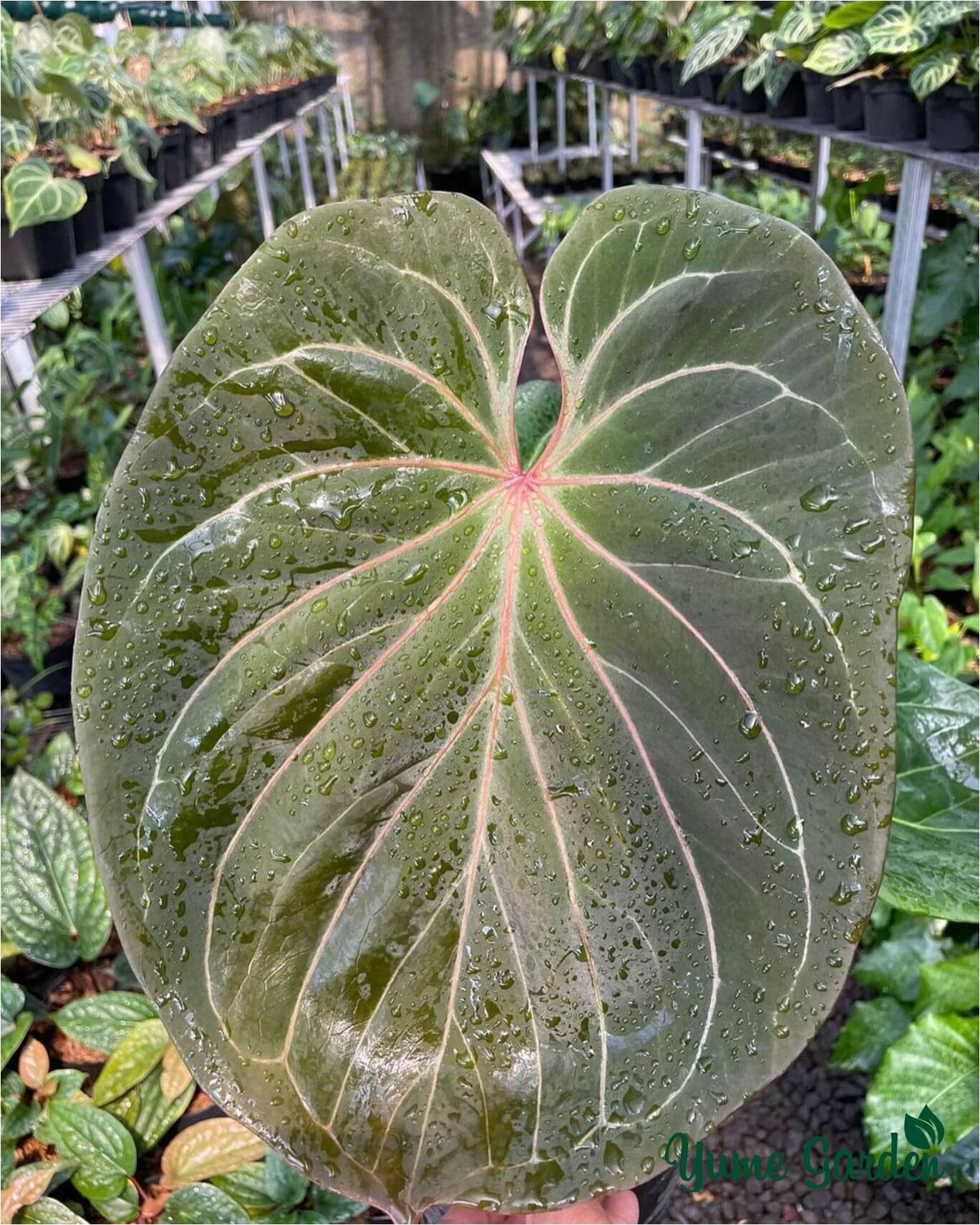 Anthurium King Of Spades For Sale and Wholesale Yume Gardens Indonesia