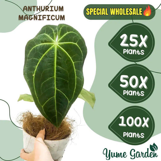 Anthurium Magnificum Wholesale 25x 50x 100x - Yume Gardens Indonesia