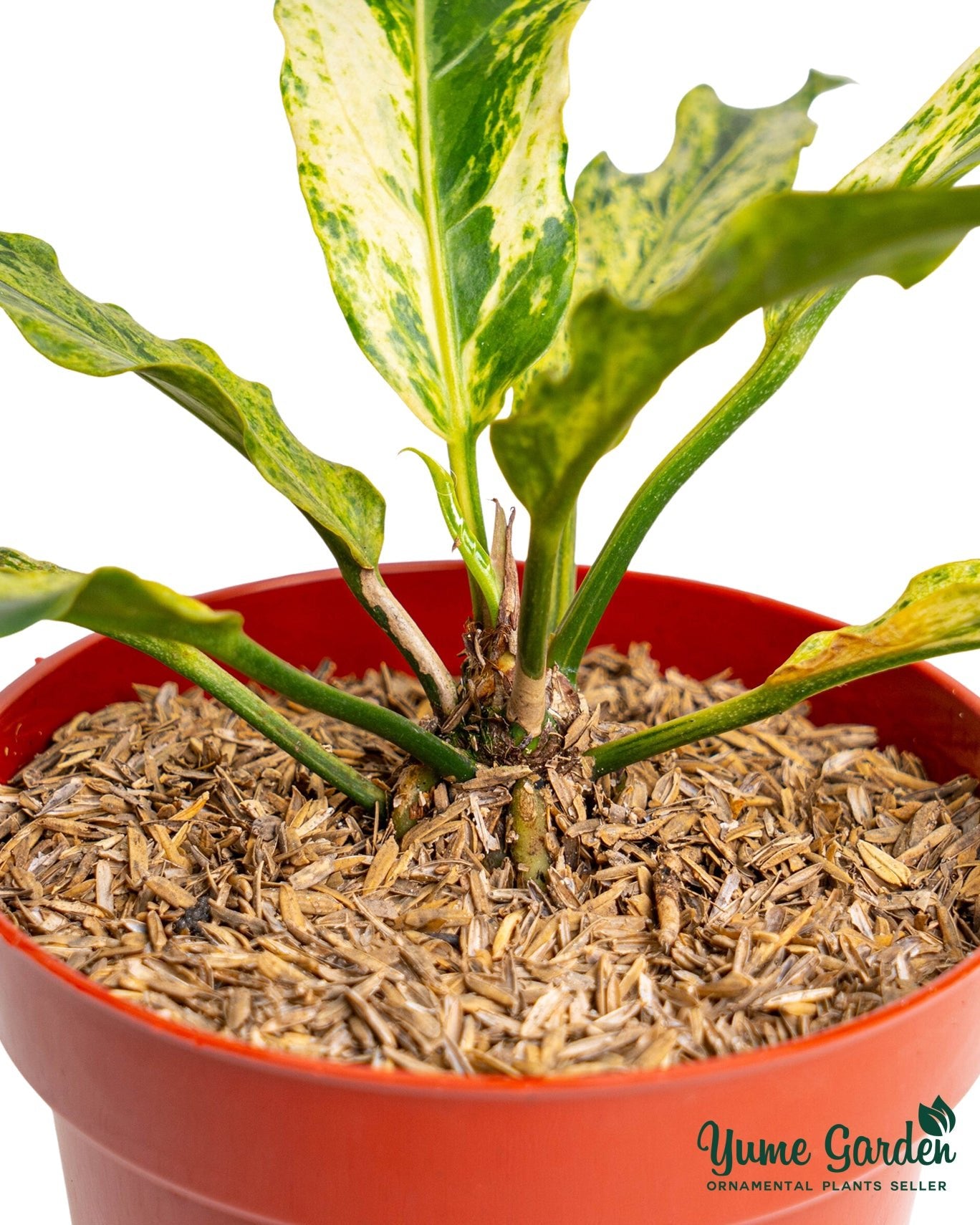 Anthurium Plowmanii Variegated Ruffles – Yume Gardens Indonesia