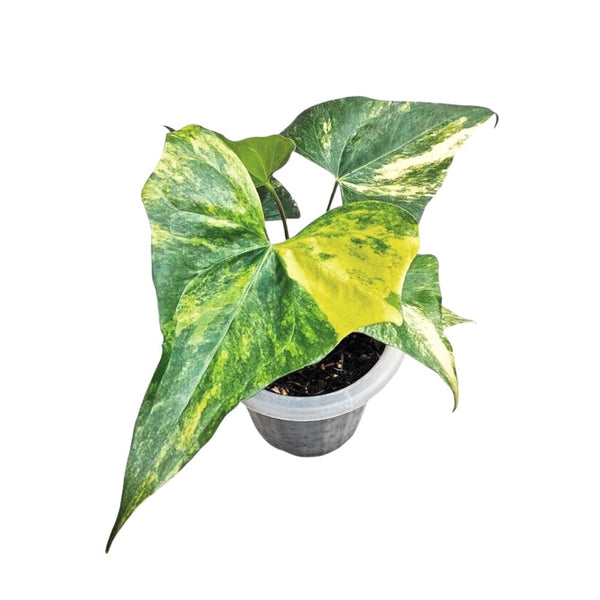 Anthurium Pterodactyl Aurea Variegated – Yume Gardens Indonesia