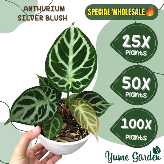 Anthurium Silver Blush Wholesale 25x 50x 100x - Yume Gardens Indonesia