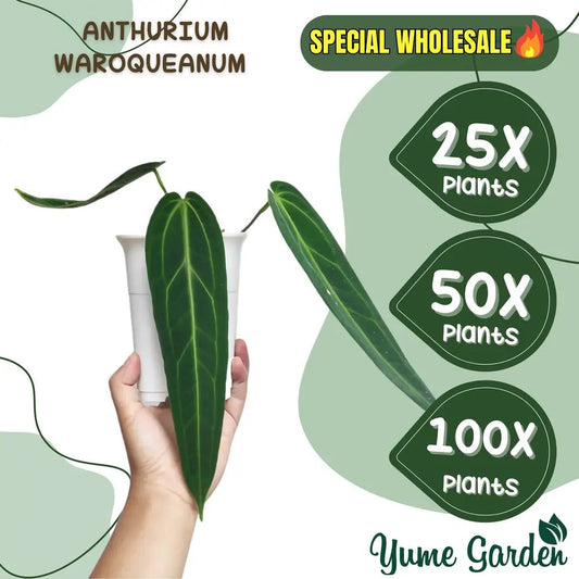 Anthurium Warocqueanum Wholesale 25x 50x 100x - Yume Gardens Indonesia