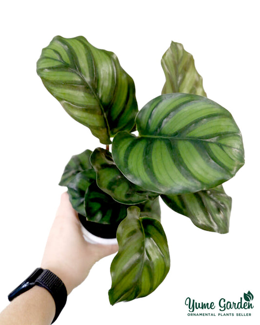 Calathea Fasciata - Yume Gardens Indonesia