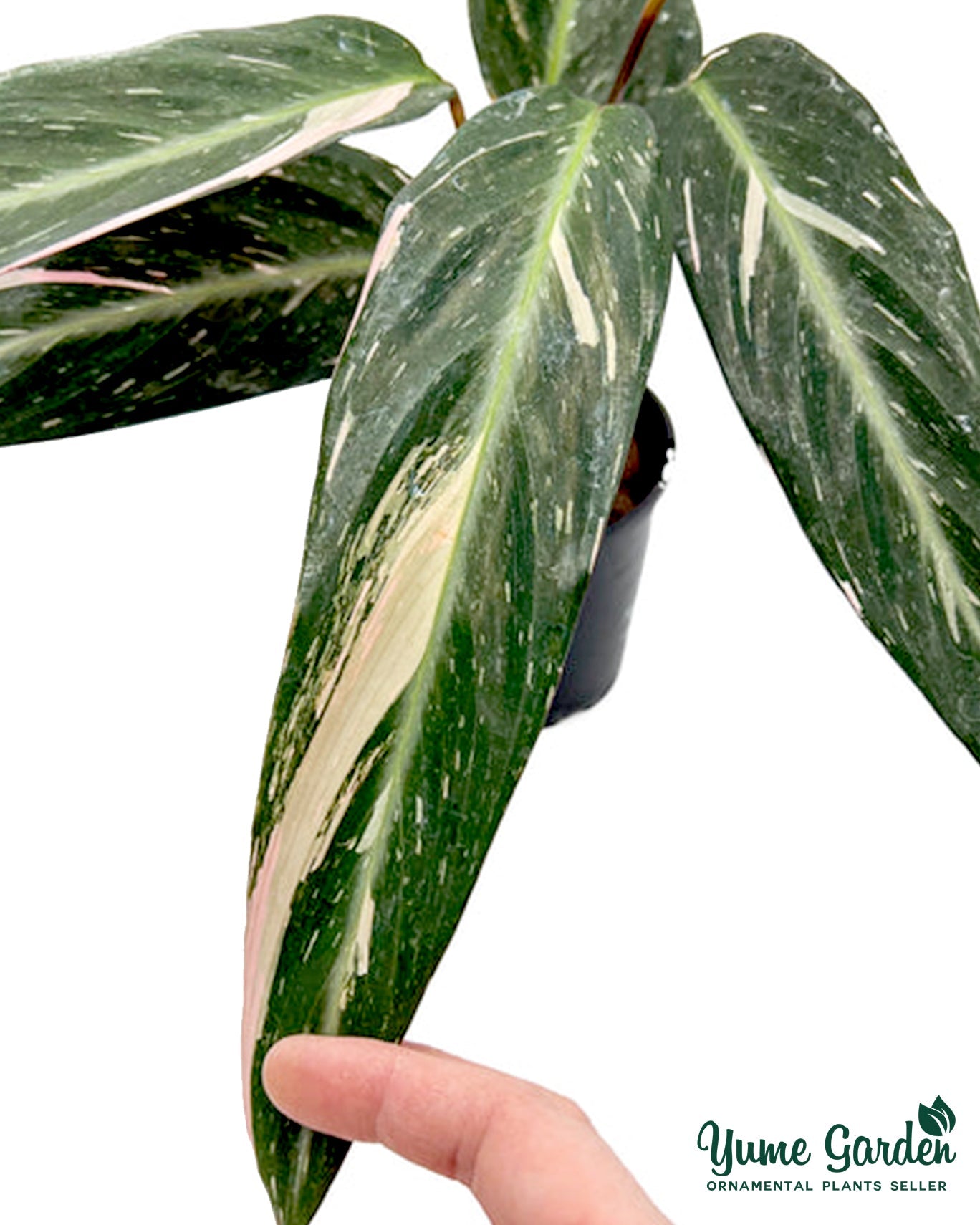 Calathea Magicstar Variegated - Yume Gardens Indonesia