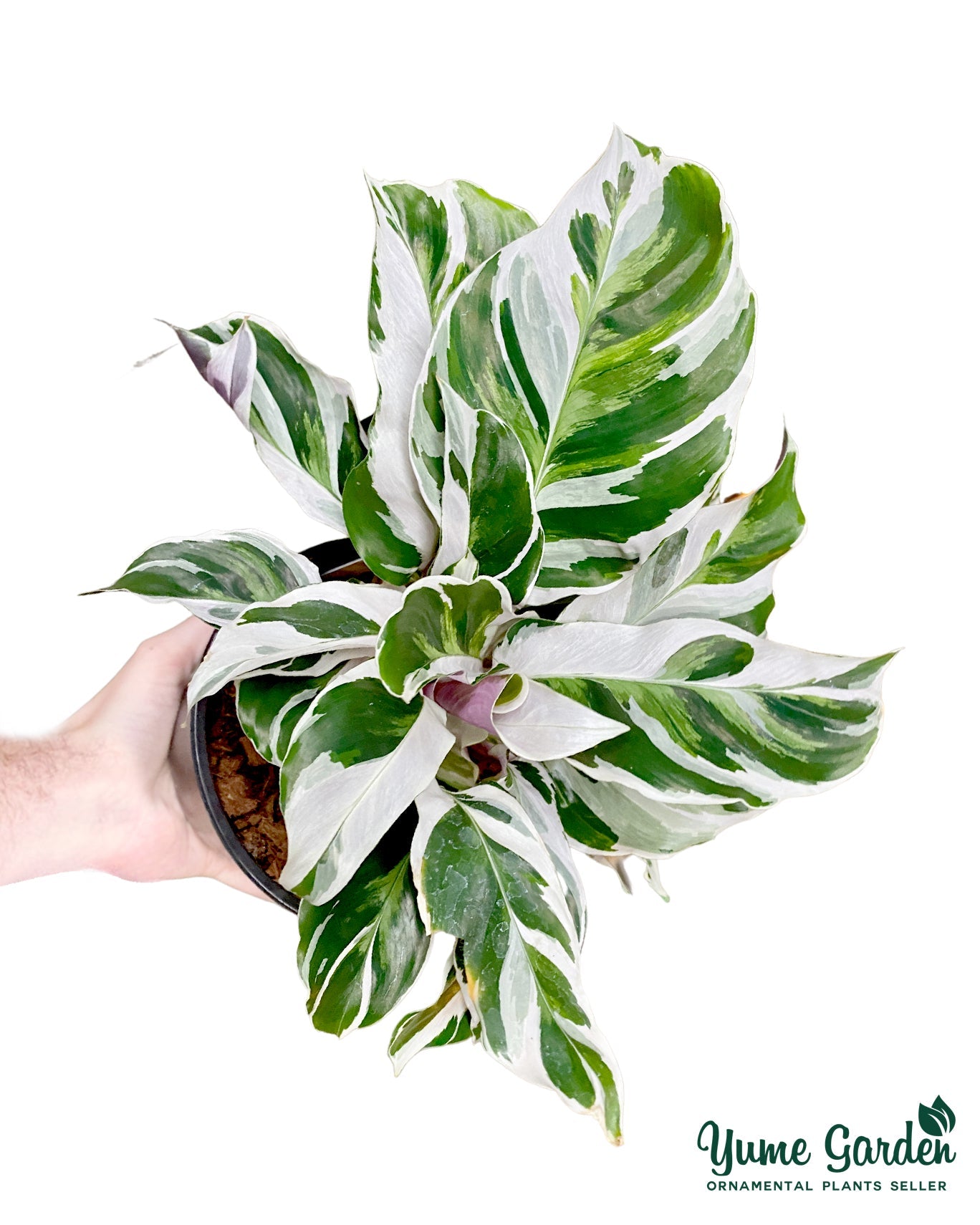 Calathea White Fusion - Yume Gardens Indonesia