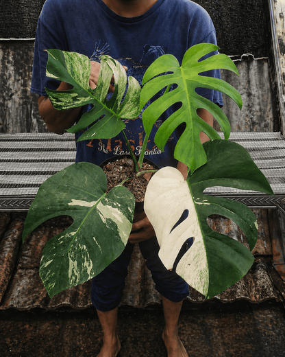 Custom Marlowe 5 plant Monstera Jungle Mint Variegated - Yume Gardens Indonesia