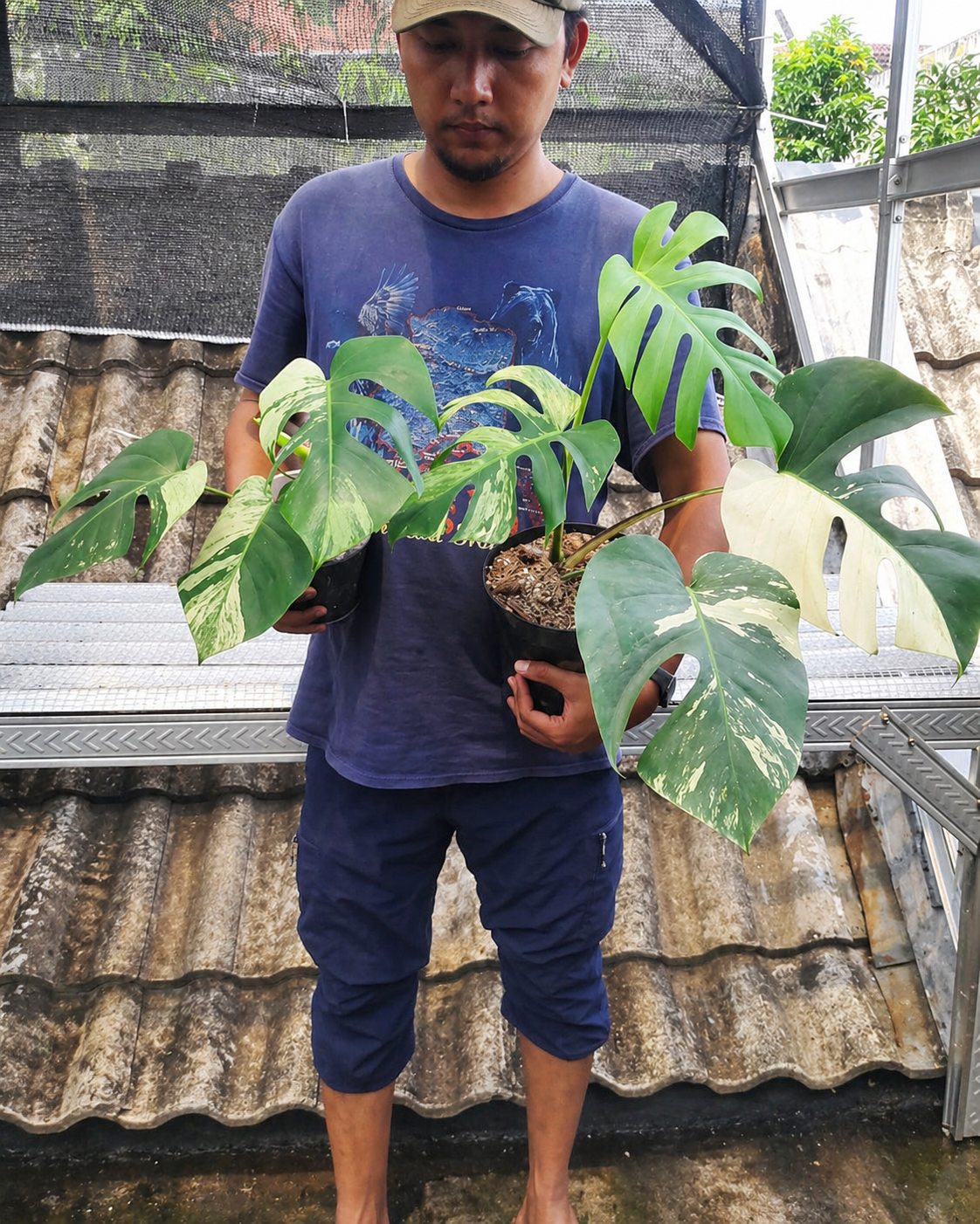 Custom Marlowe 5 plant Monstera Jungle Mint Variegated - Yume Gardens Indonesia