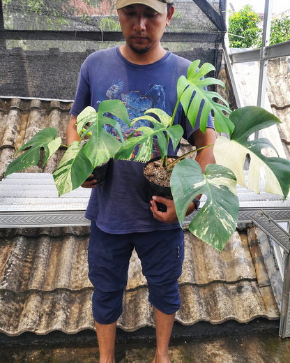 Custom Marlowe 5 plant Monstera Jungle Mint Variegated - Yume Gardens Indonesia