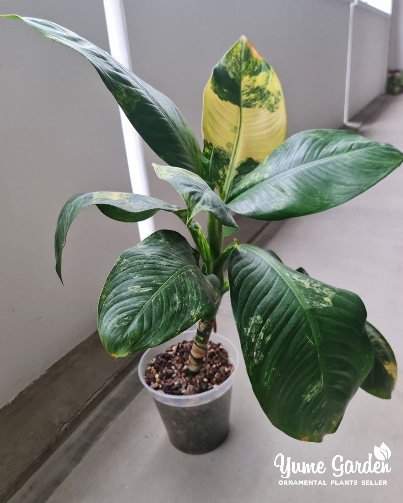 Dieffenbachia Aurea Variegated - Yume Gardens Indonesia