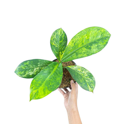 Dieffenbachia Aurea Variegated - Yume Gardens Indonesia