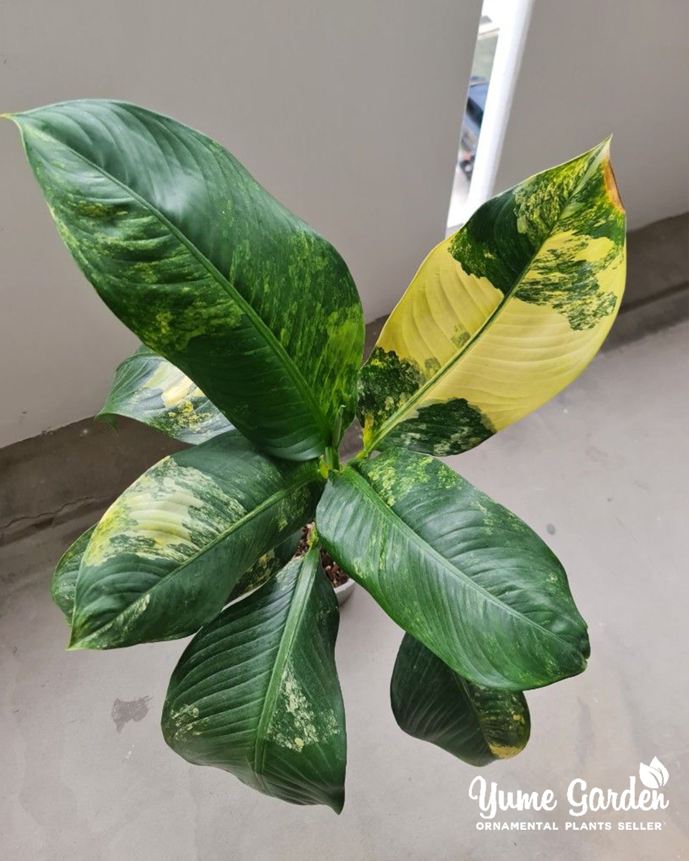 Dieffenbachia Aurea Variegated - Yume Gardens Indonesia