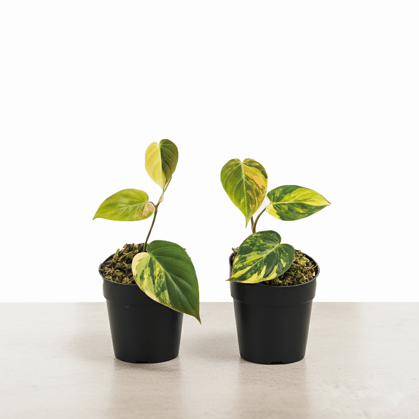 FLAZZ SALE - Philodendron Pink Micans Bundling Code 500 - Yume Gardens Indonesia