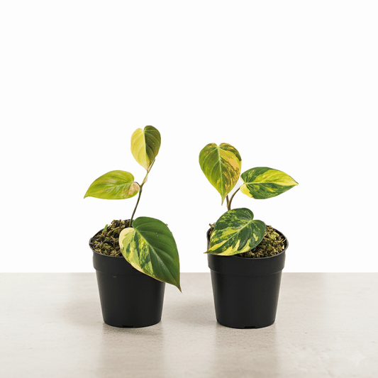 FLAZZ SALE - Philodendron Pink Micans Bundling Code 500 - Yume Gardens Indonesia