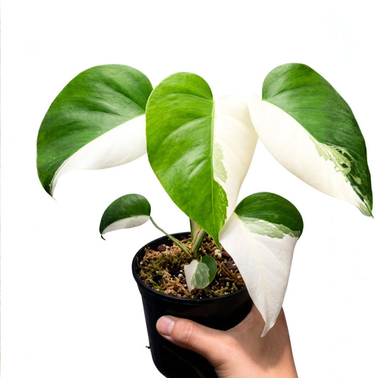 FREE GIFT - Monstera Albo Halfmoon - Yume Gardens Indonesia