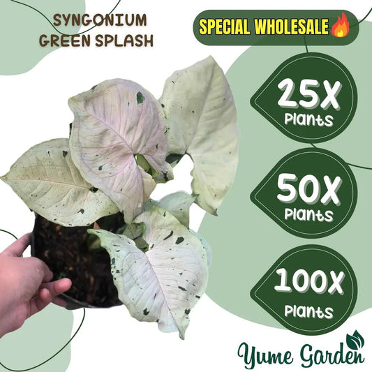 Green Splash Syngonium Wholesale 25x 50x 100x - Yume Gardens Indonesia