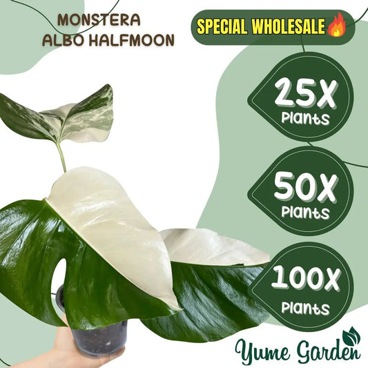 Half Moon Monstera 3 Leaf For Sale Wholesale 25x 50x 100x - Yume Gardens Indonesia