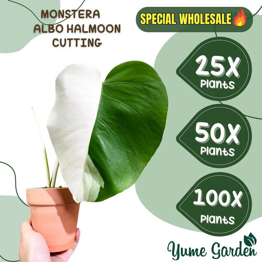 Half Moon Monstera Cutting For Sale Wholesale 25x - Yume Gardens Indonesia