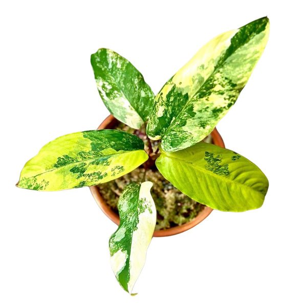 その他観葉植物 Homalomena Sp. Variegated Homalomena Sp. Variegated