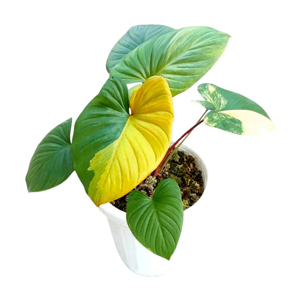 homalomena-rubescens-
