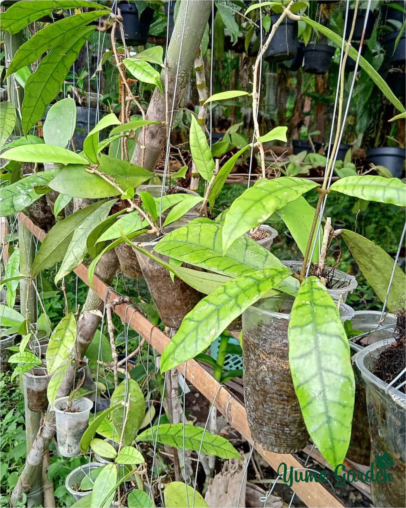 Hoya Callistophylla - Yume Gardens Indonesia