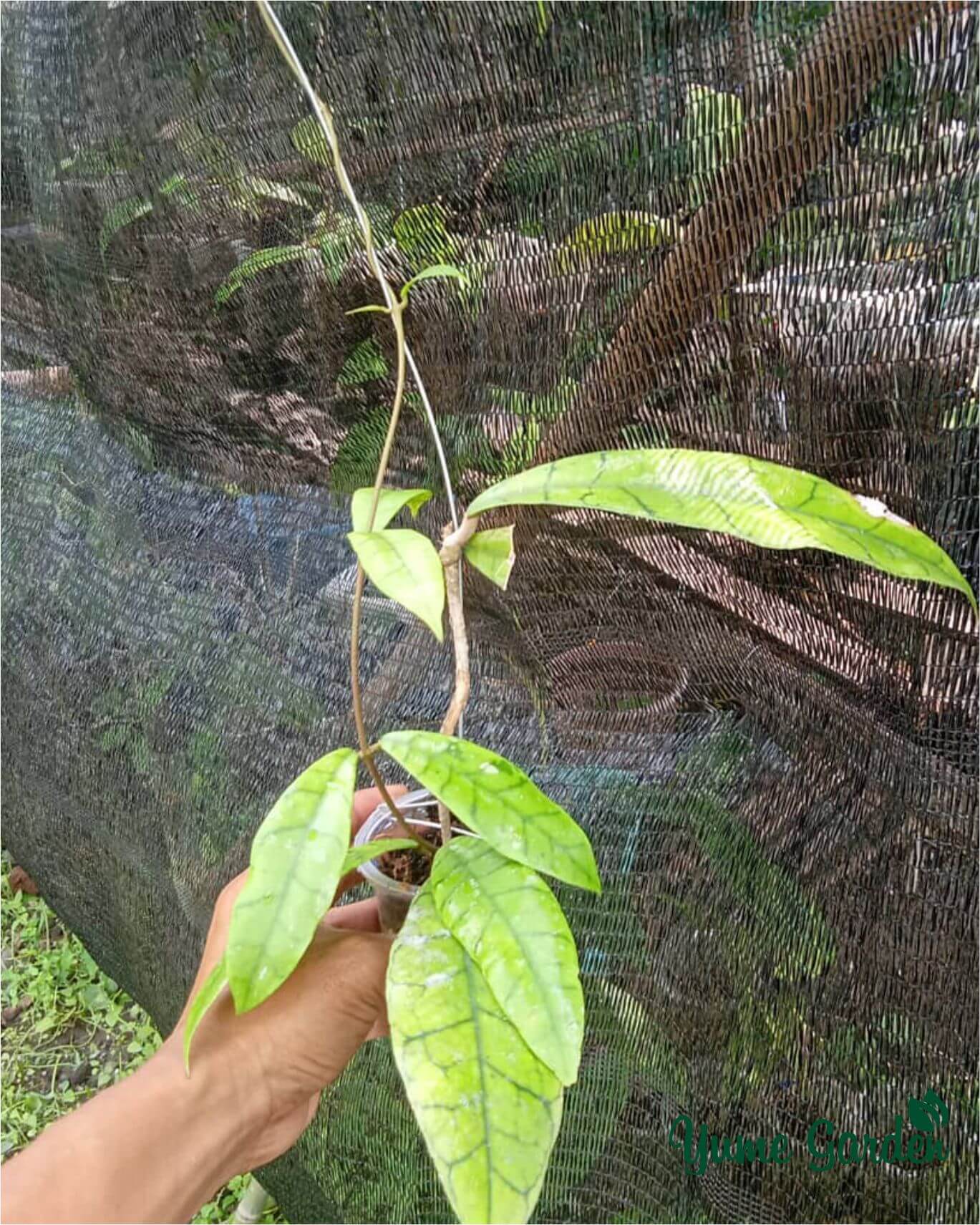Hoya Callistophylla - Yume Gardens Indonesia
