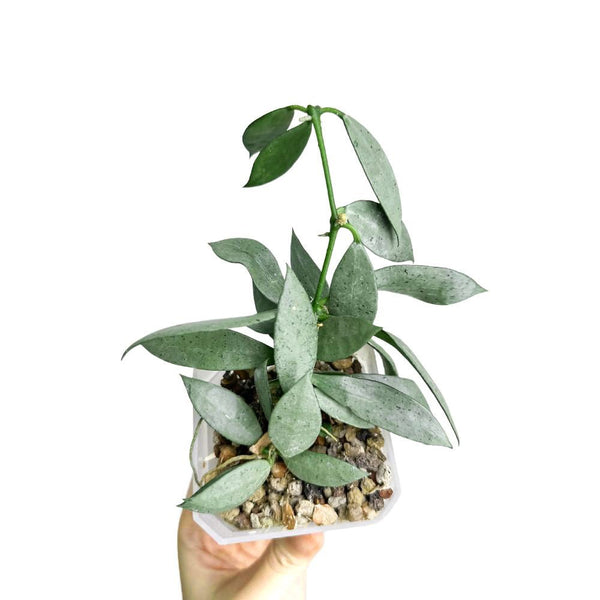 hoya-lacunosa-silver-