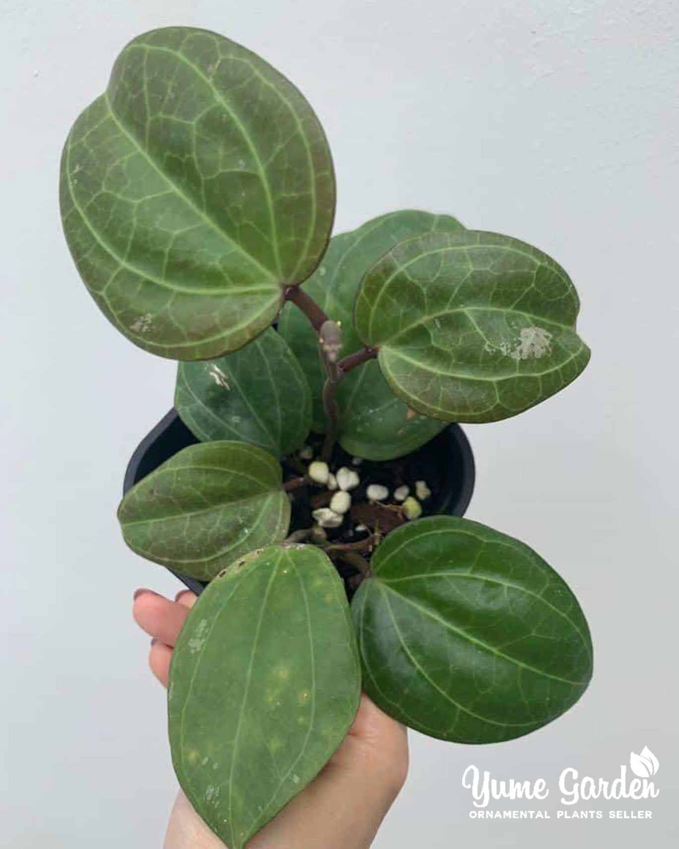 Hoya Latifolia Sp Sarawak - Yume Gardens Indonesia