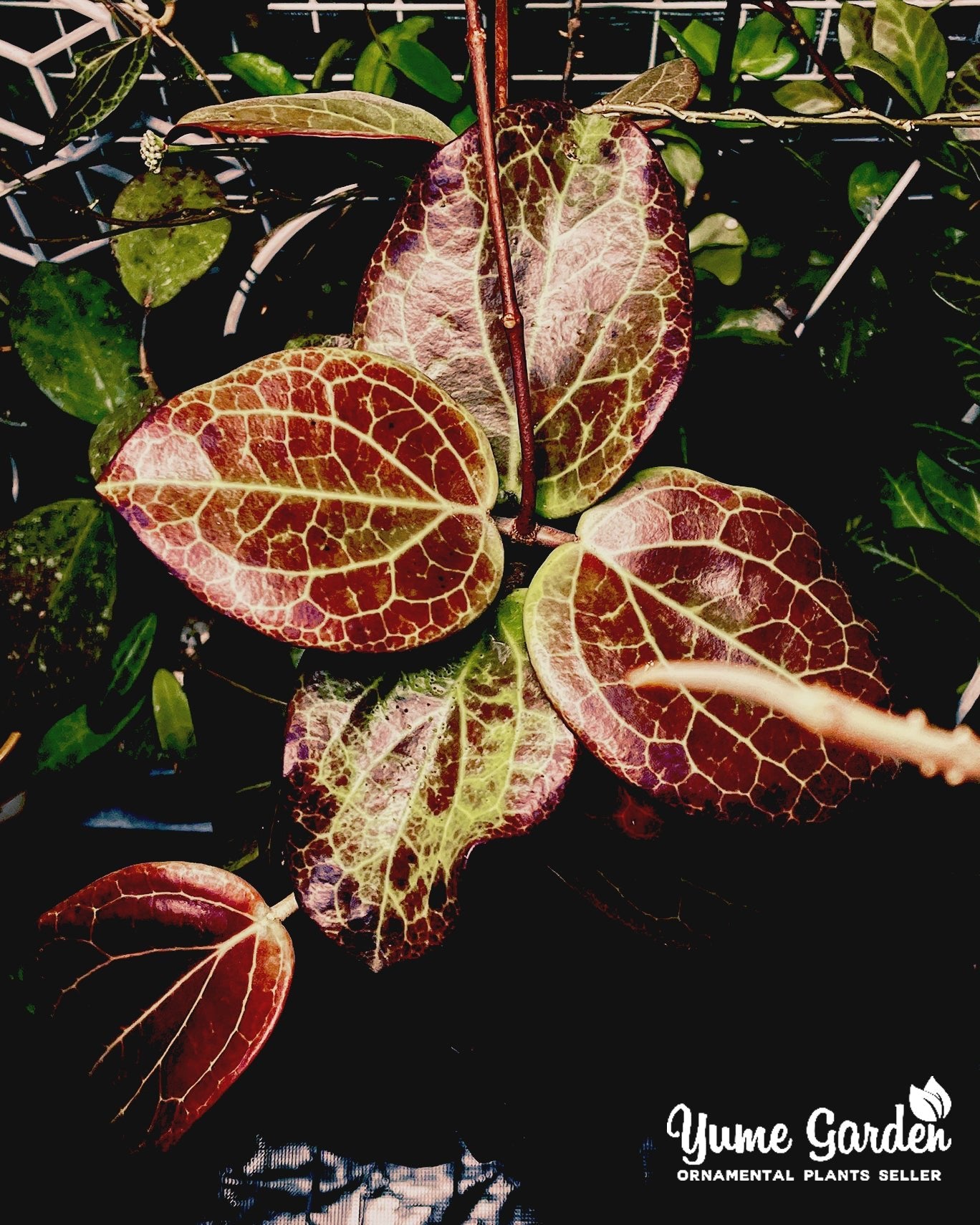 Hoya Latifolia Sp Sarawak - Yume Gardens Indonesia