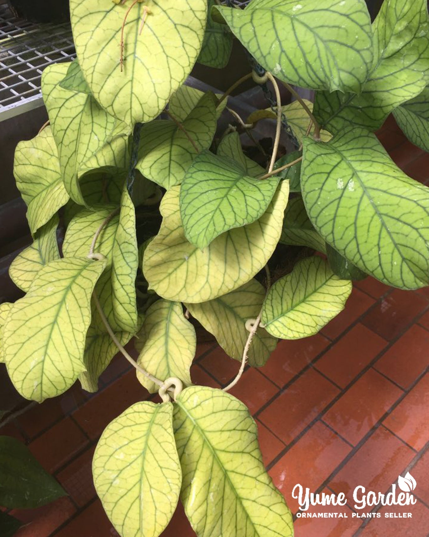 Hoya Meredithii