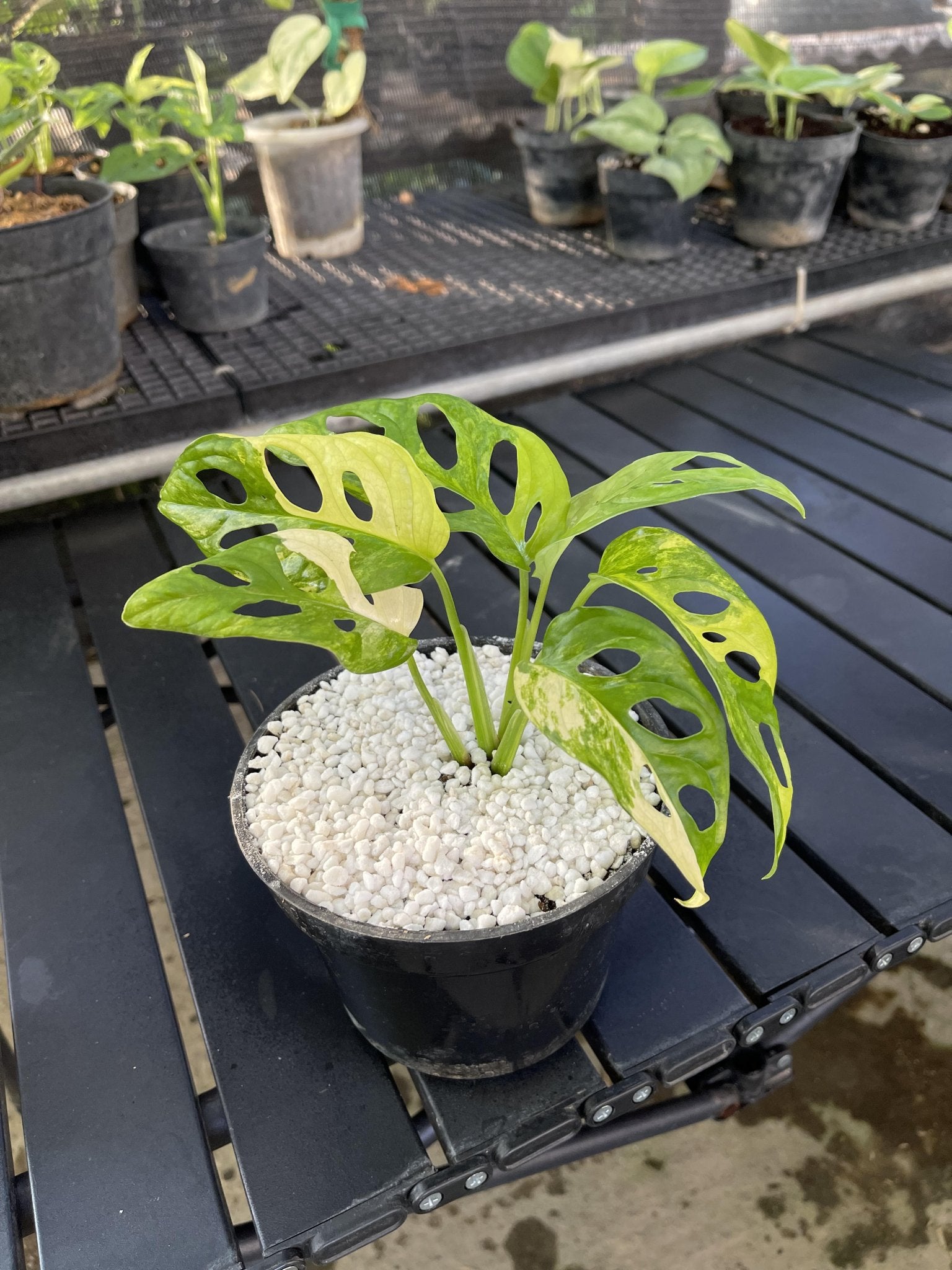 Monstera Adansonii Aurea Variagated Japan - Yume Gardens Indonesia