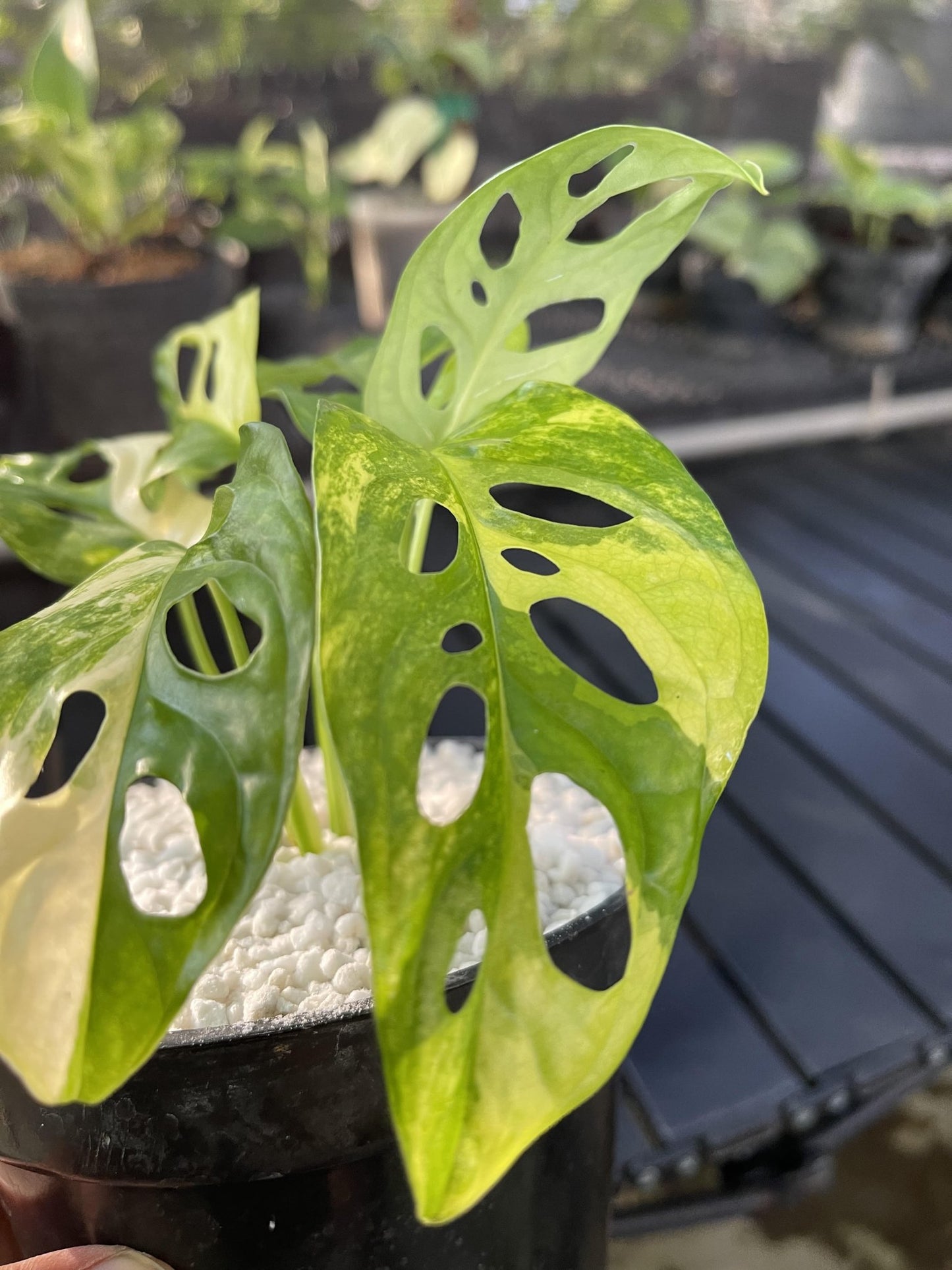 Monstera Adansonii Aurea Variagated Japan - Yume Gardens Indonesia