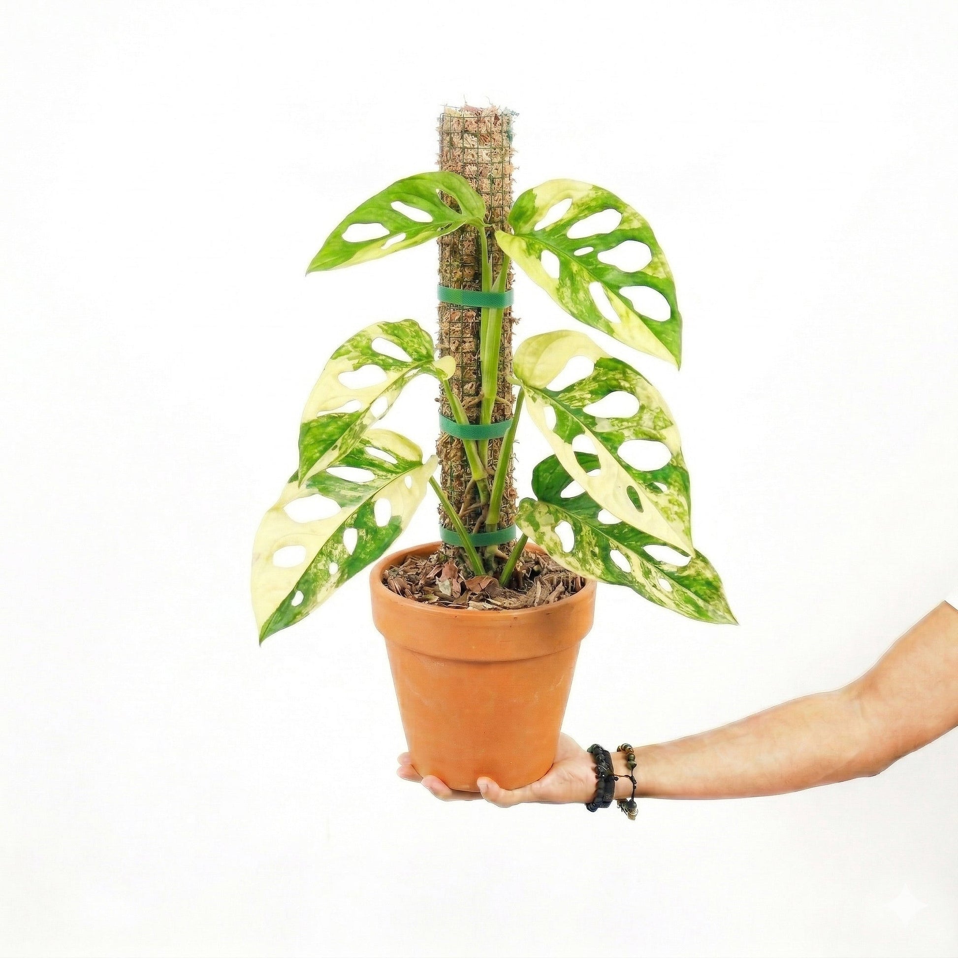 Monstera Adansonii Aurea Variagated Japan - Yume Gardens Indonesia