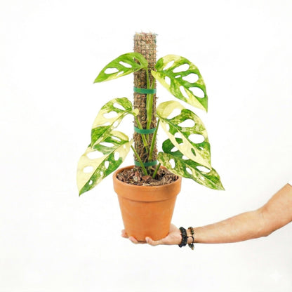 Monstera Adansonii Aurea Variagated Japan - Yume Gardens Indonesia