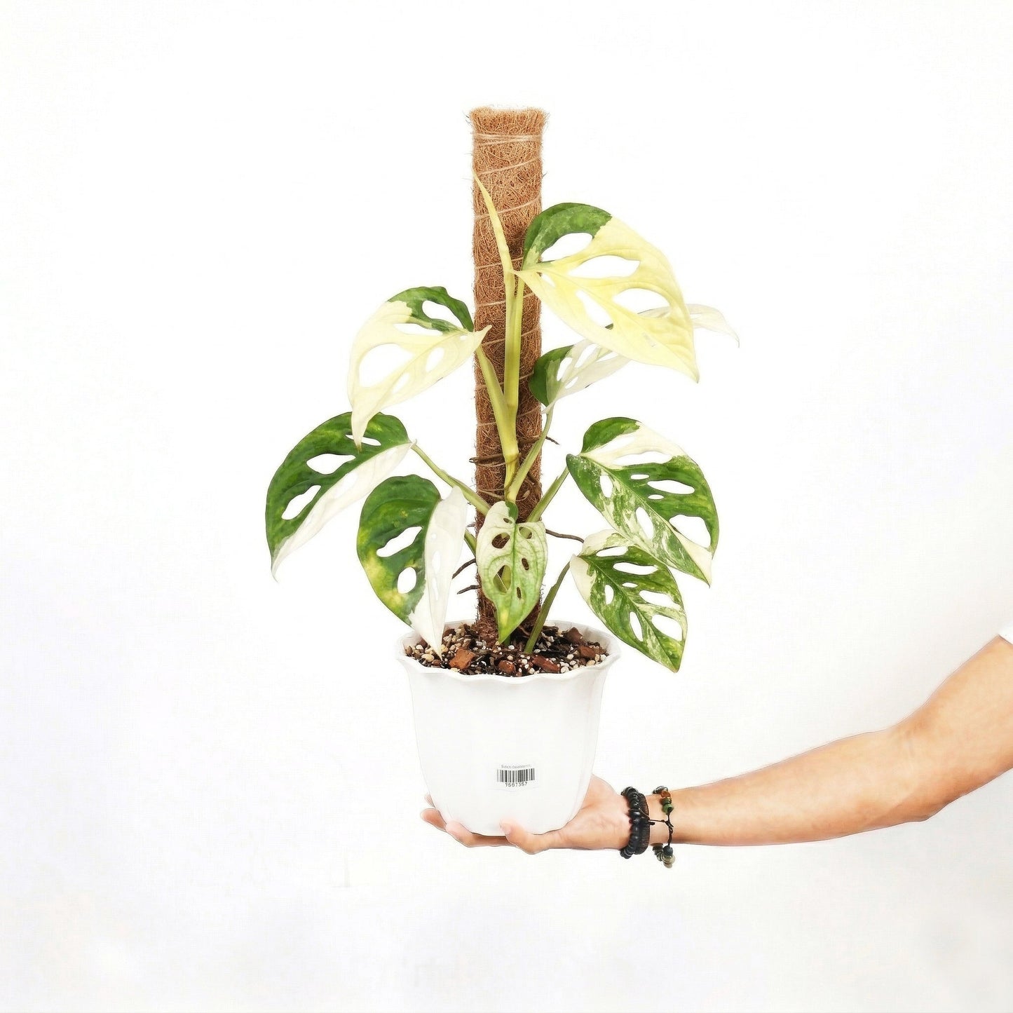 Monstera Adansonii Variagated Japan - Yume Gardens Indonesia