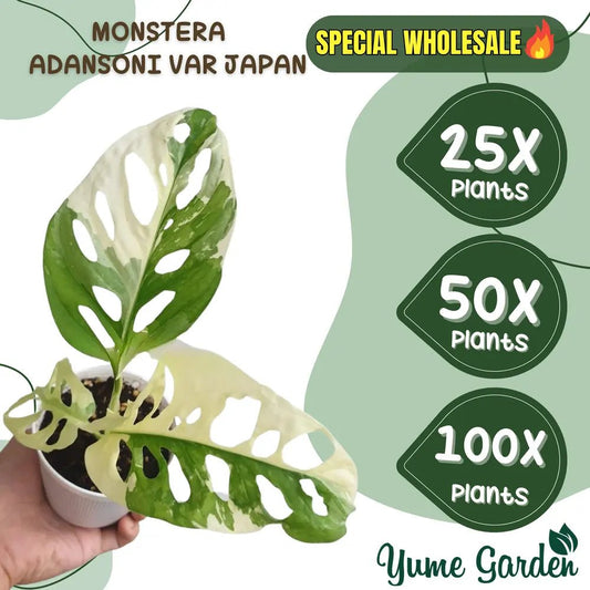 Monstera Adansonii Variegated Japan 3 Leaf 25x 50x 100x - Yume Gardens Indonesia