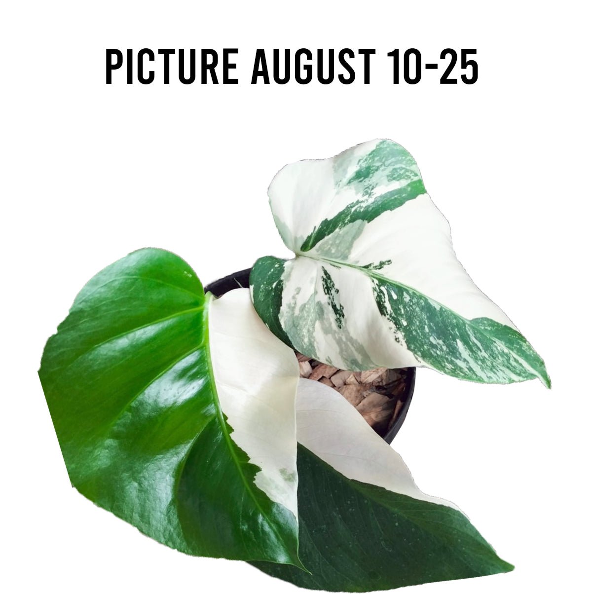 Monstera Albo Half Moon Variegated - Yume Gardens Indonesia